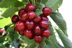 NZ Cherry Industry - Investment Opportunity